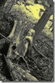 IMG_4533 IMG_4533
