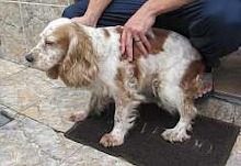 cocker con manchas busca a su dueño.jpg