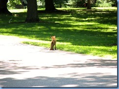 6512 Ottawa 1 Sussex Dr - Rideau Hall - a fox 6512 Ottawa 1 Sussex Dr - Rideau Hall - a fox