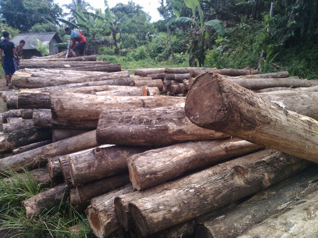 kayu jati jawa barat harga murah kayu jawa barat kayu jati jawa barat harga murah kayu jawa barat
