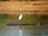This bird's just hanging out on the back of a hippo. The hippo doesn't seem to mind! Transition to Madagascar - 073.jpg