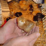 Our baby peeps.