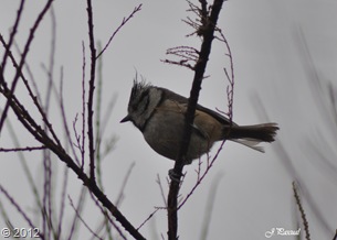 DSC_0165 DSC_0165