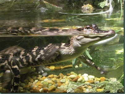 baby alligators