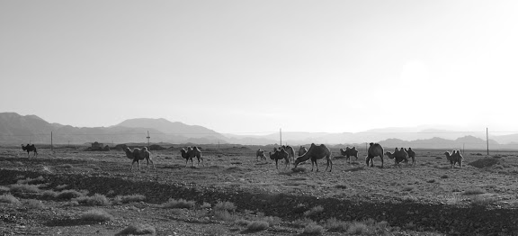 Tianshan - troupeau de chameaux