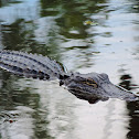 American Alligator