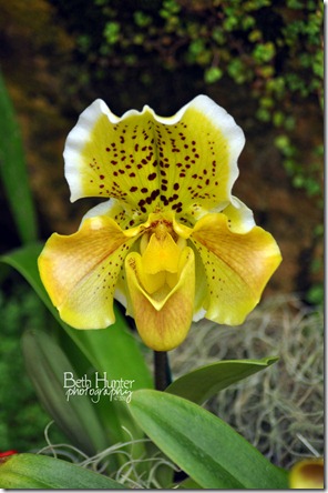 cr-yllw-dot-orchid cr-yllw-dot-orchid