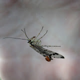 Scorpion fly