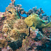 P2177562