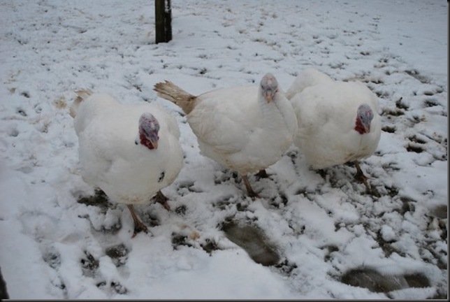 Turkeys in the Snow
