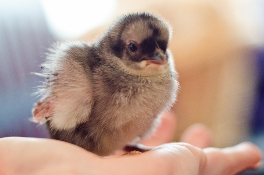 [ChicksNewMay4-9147%255B3%255D.jpg]