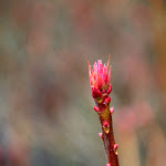 IMG_6181.jpg