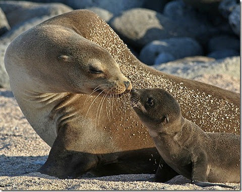 sea lion momma
