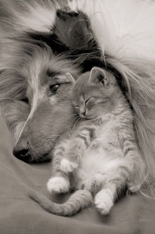 [funny-animals-haha-1%255B2%255D.jpg]