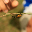 Another friendly insect, not as smiley as Sticky Bob though.