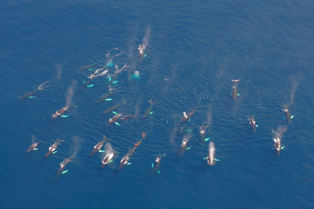 Group of humpback whales during aerial survey in 2005. Humpbacks are easy to spot from a plane. L. Witting / natur.gl
