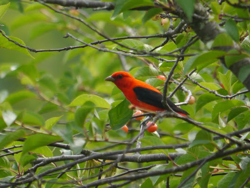P1060177