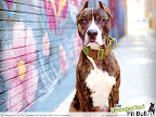 Prolific pit bull painters like Kane (above), stand by puzzled as humans took credit for his breathtaking mural- a well known urban piece believed to be among the most visited art installations worldwide.
Photo of Kane by Lisa Prince-Fishler