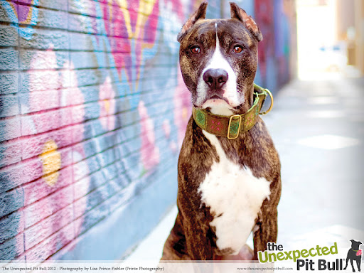 Prolific pit bull painters like Kane (above), stand by puzzled as humans took credit for his breathtaking mural- a well known urban piece believed to be among the most visited art installations worldwide.
Photo of Kane by Lisa Prince-Fishler Prolific pit bull painters like Kane (above), stand by puzzled as humans took credit for his breathtaking mural- a well known urban piece believed to be among the most visited art installations worldwide.
Photo of Kane by Lisa Prince-Fishler