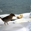 Musje eet mee