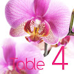 Pink Orchid 7 Table Number/Name