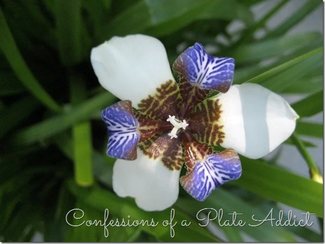 CONFESSIONS OF A PLATE ADDICT Walking Iris in Bloom
