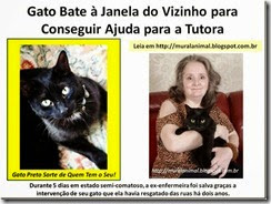 Gato_Bate_Janela_do_Vizinho_para_Conseguir_thumb_1_[3]