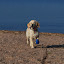 Molly 3,5 månad på stranden.