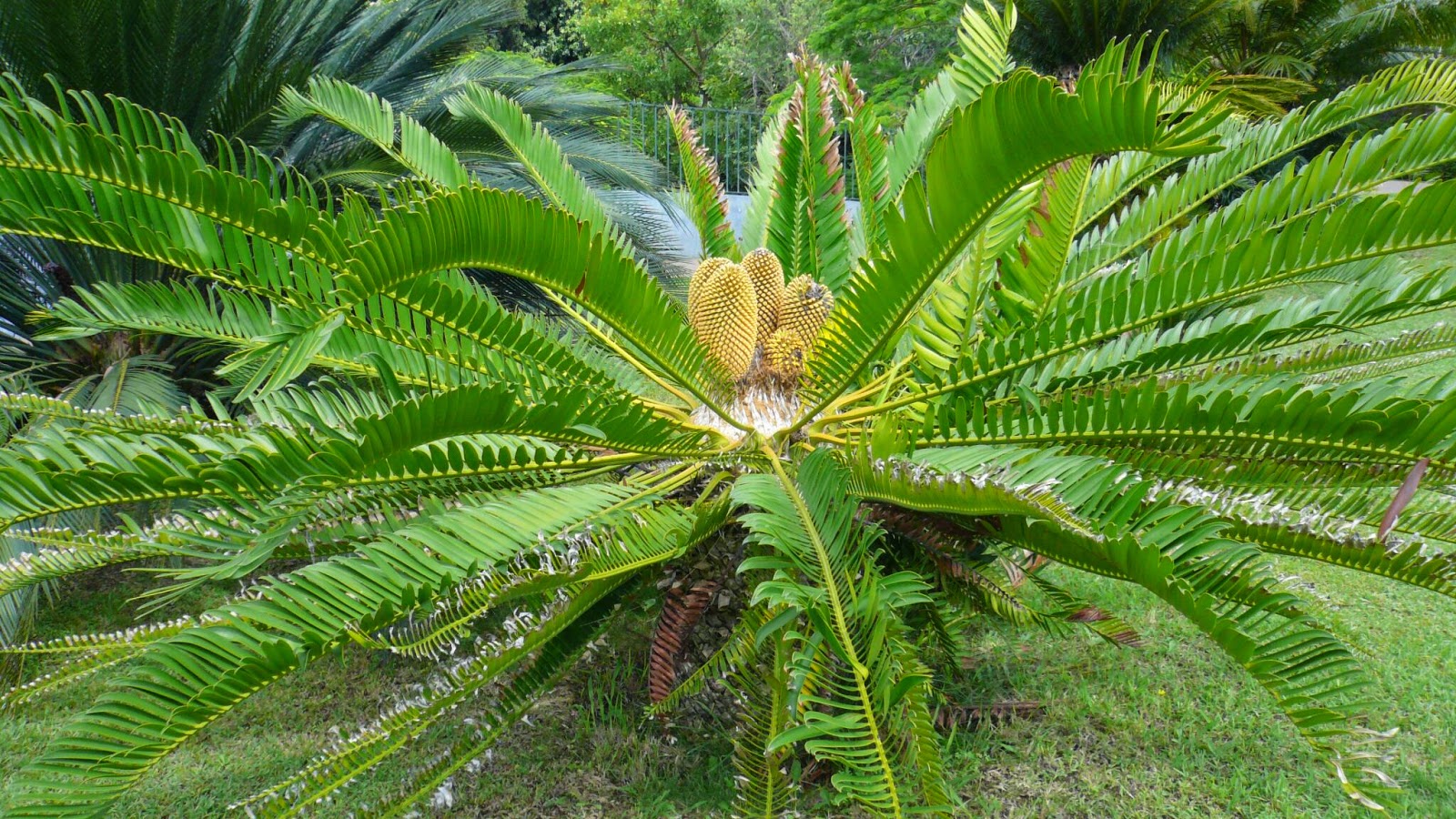 Blumeninsel Im Atlantik Botanischer Garten