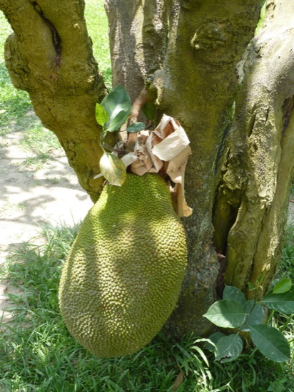 P1050137.jpg Jackfruit - Artocarpus heterophyllus - the paper is used to protect the fruit from the sun and insects