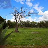 Agave e árvore seca - Pirâmides deTeotihuacán - México