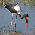 Sattelstorch im Okavango-Delta © Foto: Pascal Chapelain