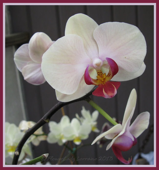 [05-29-unkn-orchid3%255B4%255D.jpg]