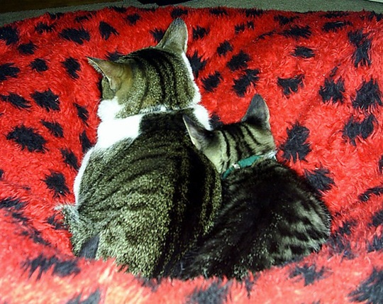[animalsminime132.jpg]