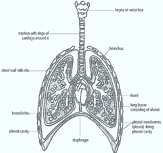 respiration system of animal What is a respiratory system how does it work what are the functions of respiratory systems what are the different respiratory strategies that animals use. respiration system of animal What is a respiratory system how does it work what are the functions of respiratory systems what are the different respiratory strategies that animals use.