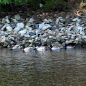 Mallard ducks