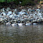 Mallard ducks