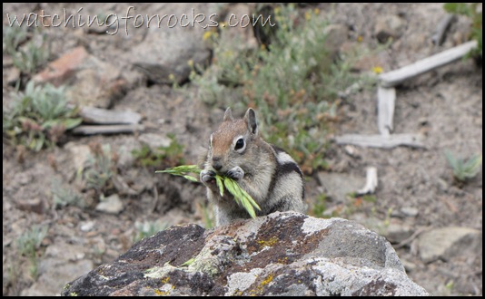 IMG_2513Ground Squirrel_Mystic FallsTrail