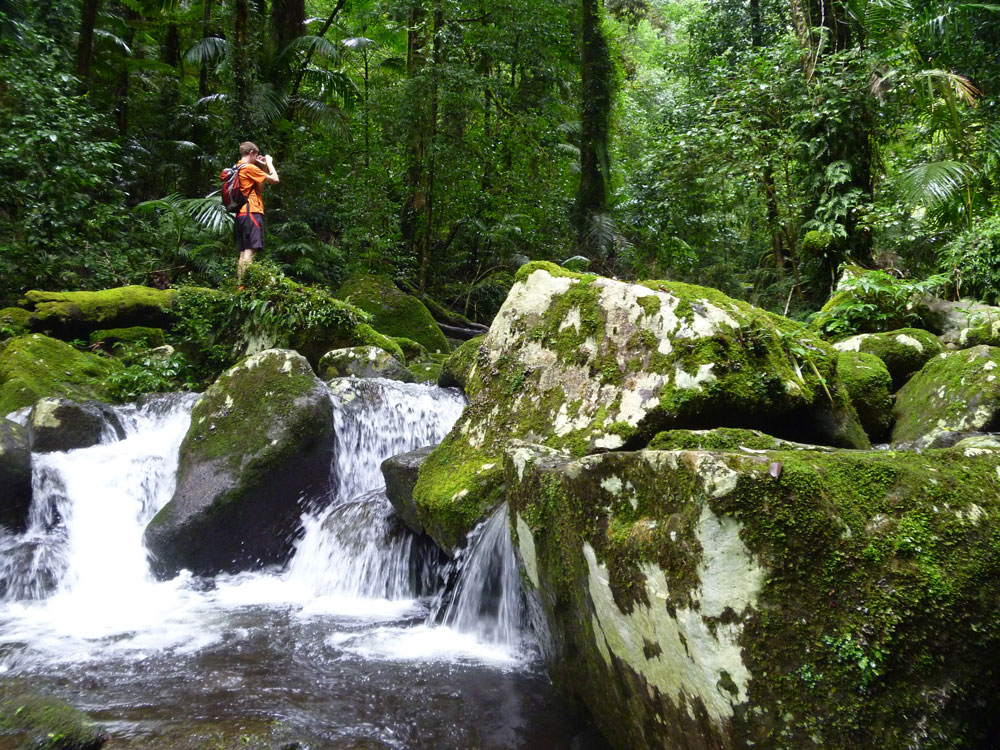 Clint, Toolona Creek and Mount Wanungra, O’Reilly’s