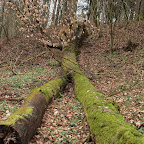 singold-bote_waldlehrpfad-schwabegg_032.jpg