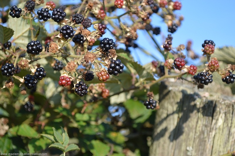 DSC_0100 DSC_0100