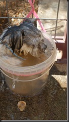 dog in bucket 009