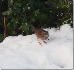 dunnock