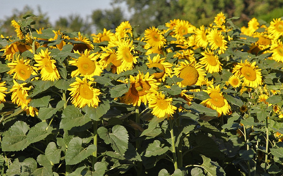 [110707_sunflowers_davis_012.jpg]