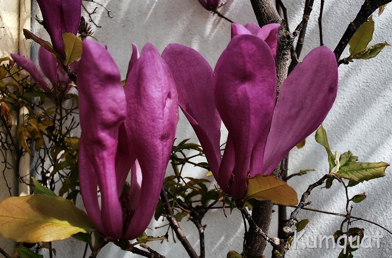 [magnolia%25206%255B2%255D.jpg]