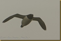 Razorbill flight MSB_7919 NIKON D300S July 03, 2011