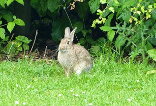 Кролик Water Orton rabbit