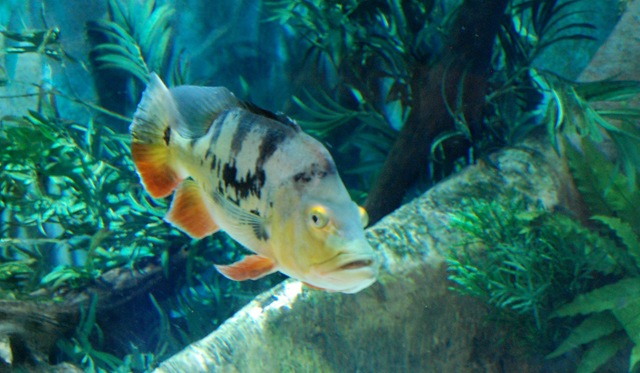[aquarium16%255B2%255D.jpg]