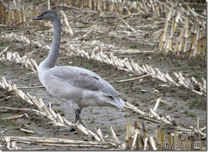 Juvenile Trumpeter Swan