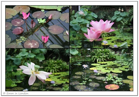 Water lilies in Princess of Wales Conservatory Kew Gardens
